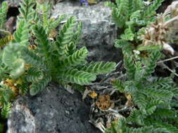 Image de Polemonium elegans Greene