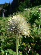 Image of white pasqueflower