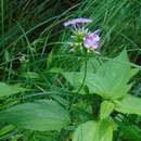 Imagem de Phlox glaberrima subsp. interior (Wherry) Wherry