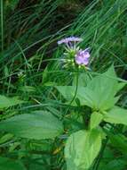 Imagem de Phlox glaberrima subsp. interior (Wherry) Wherry