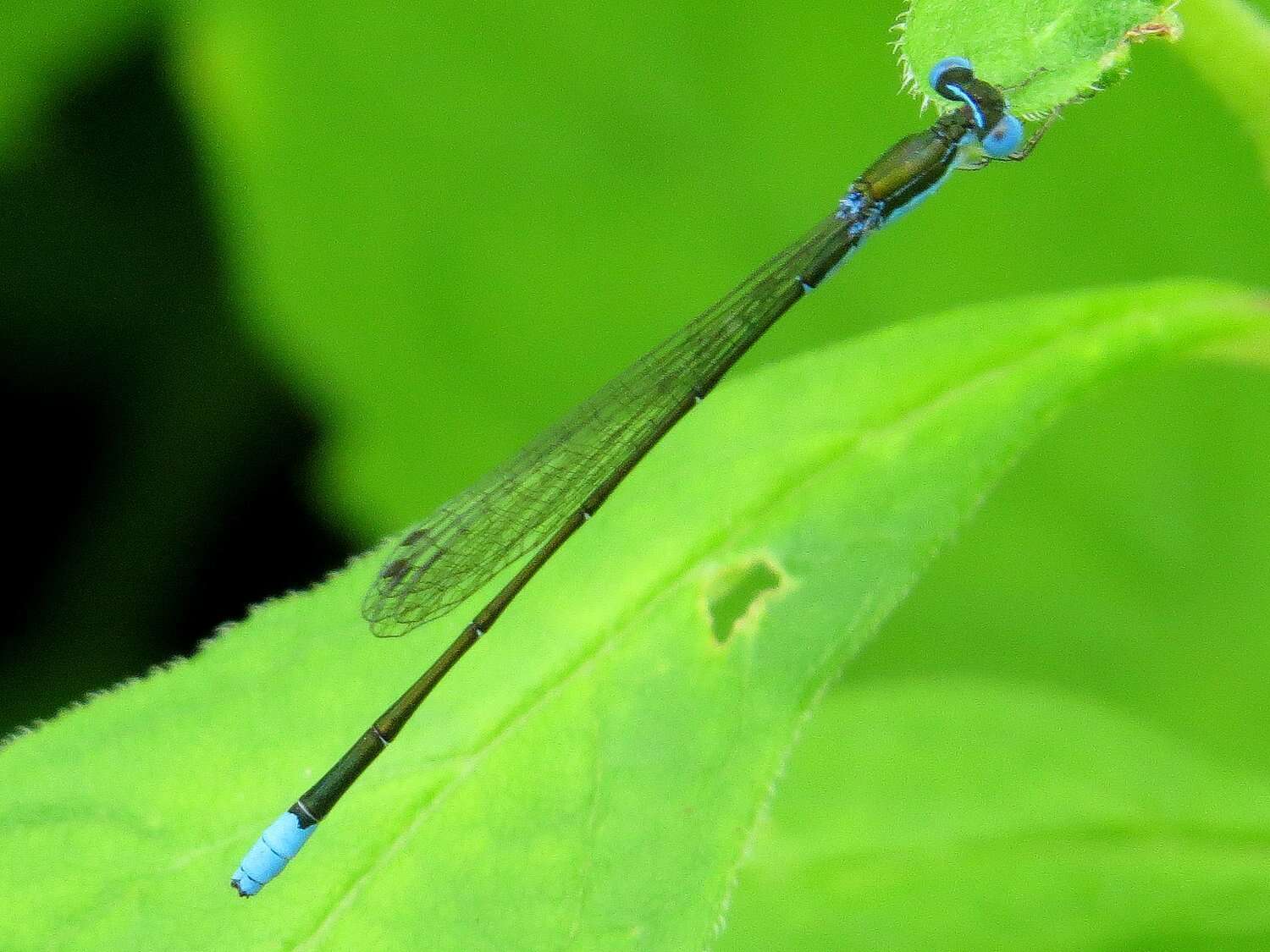 Imagem de Nehalennia gracilis Morse 1895