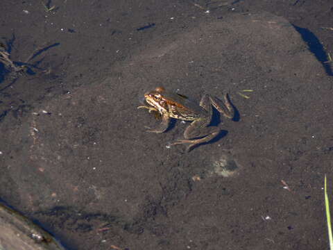 Image of Cascades Frog