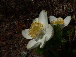 Imagem de Pulsatilla occidentalis (S. Wats.) Freyn