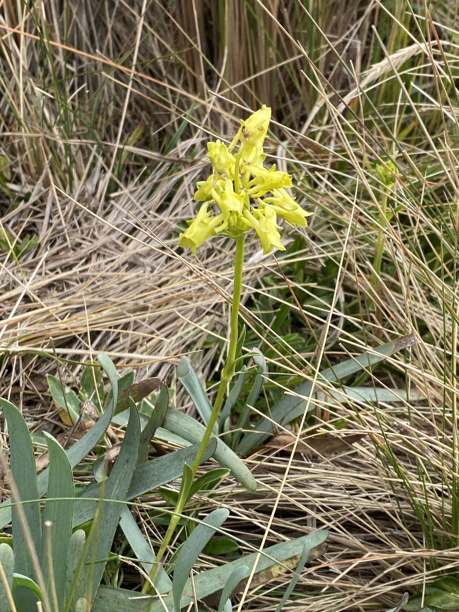 Image of Halenia weddelliana Gilg