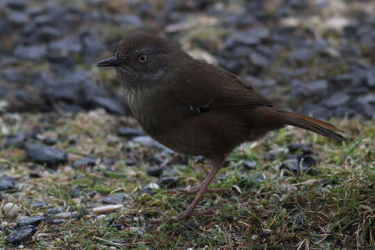 Image of Brown Scrubwren