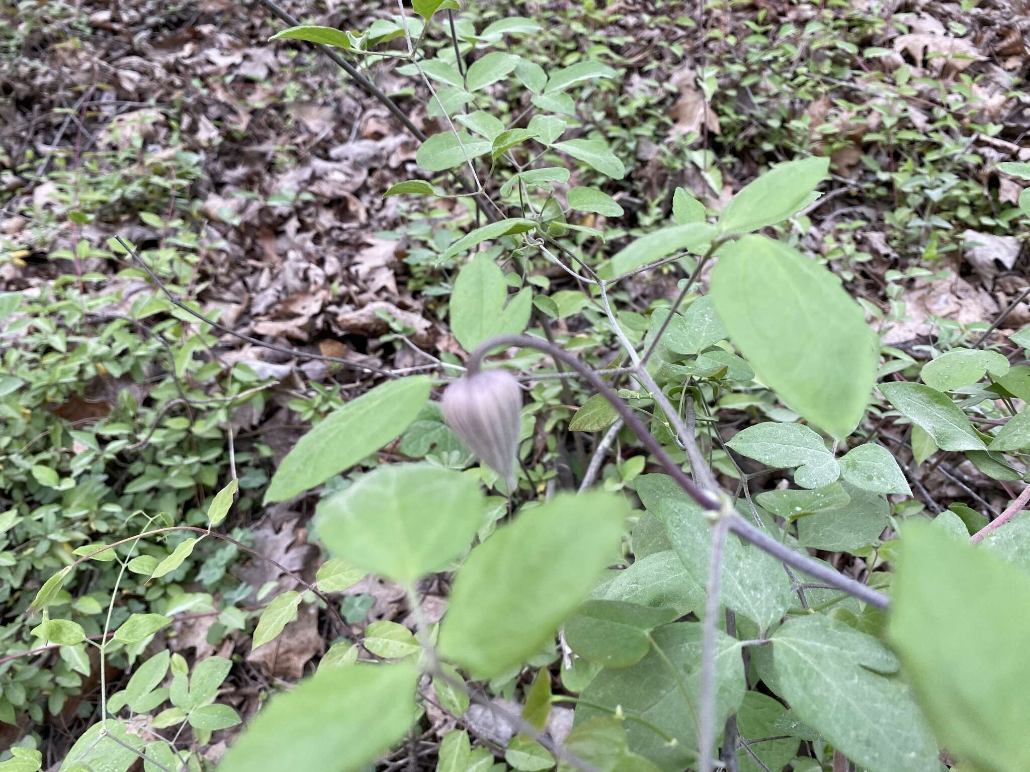 Plancia ëd Clematis vinacea Floden