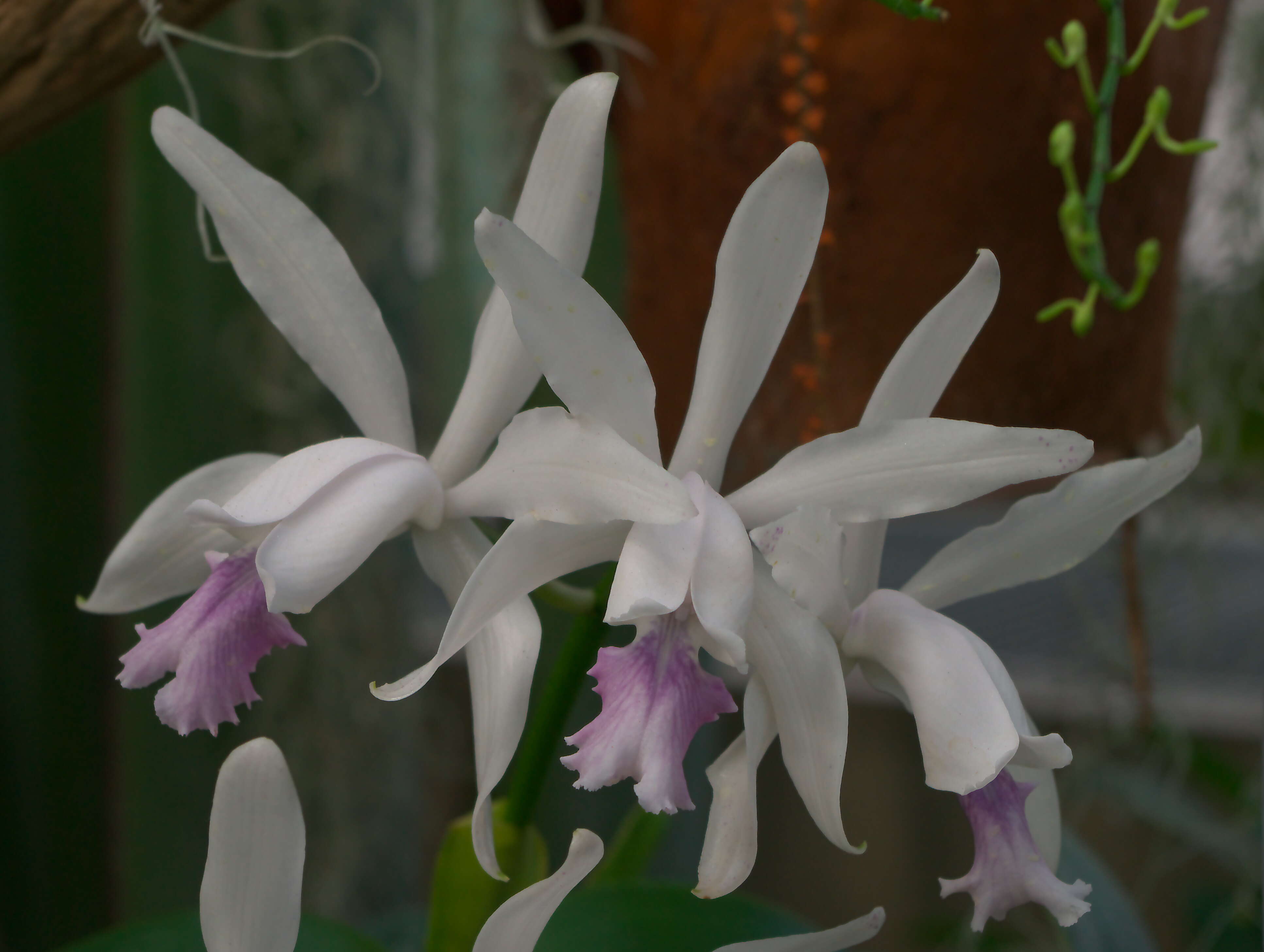 Imagem de Cattleya intermedia Graham ex Hook.