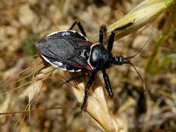 Plancia ëd Apiomerus californicus Berniker & Szerlip ex Berniker et al. 2011