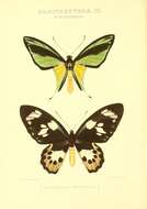 Sivun Ornithoptera meridionalis (Rothschild 1897) kuva