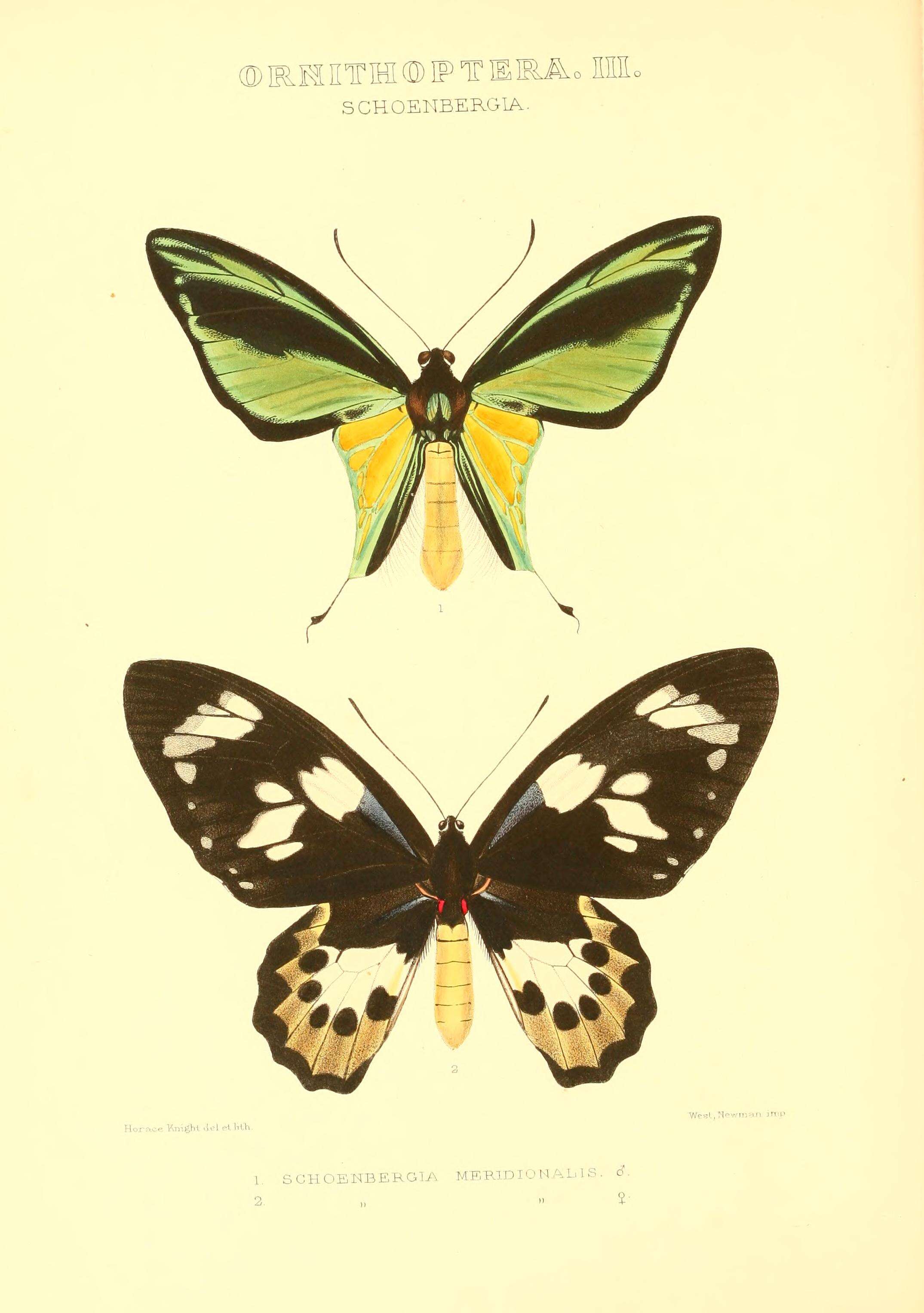 Sivun Ornithoptera meridionalis (Rothschild 1897) kuva