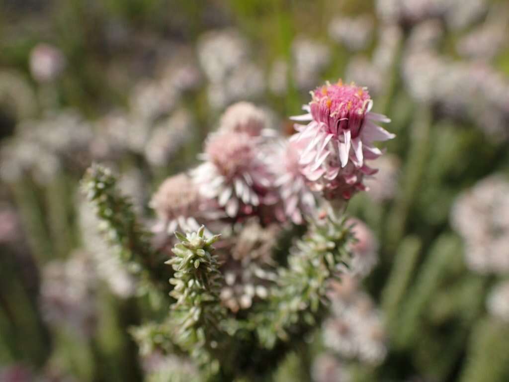 Imagem de Lachnospermum umbellatum (L. fil.) Pillans