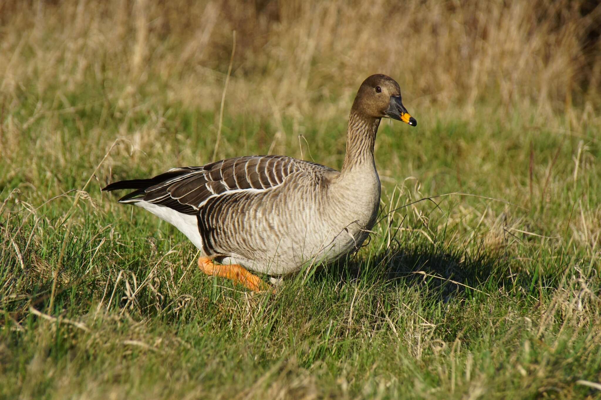 Image of Taiga Bean Goose