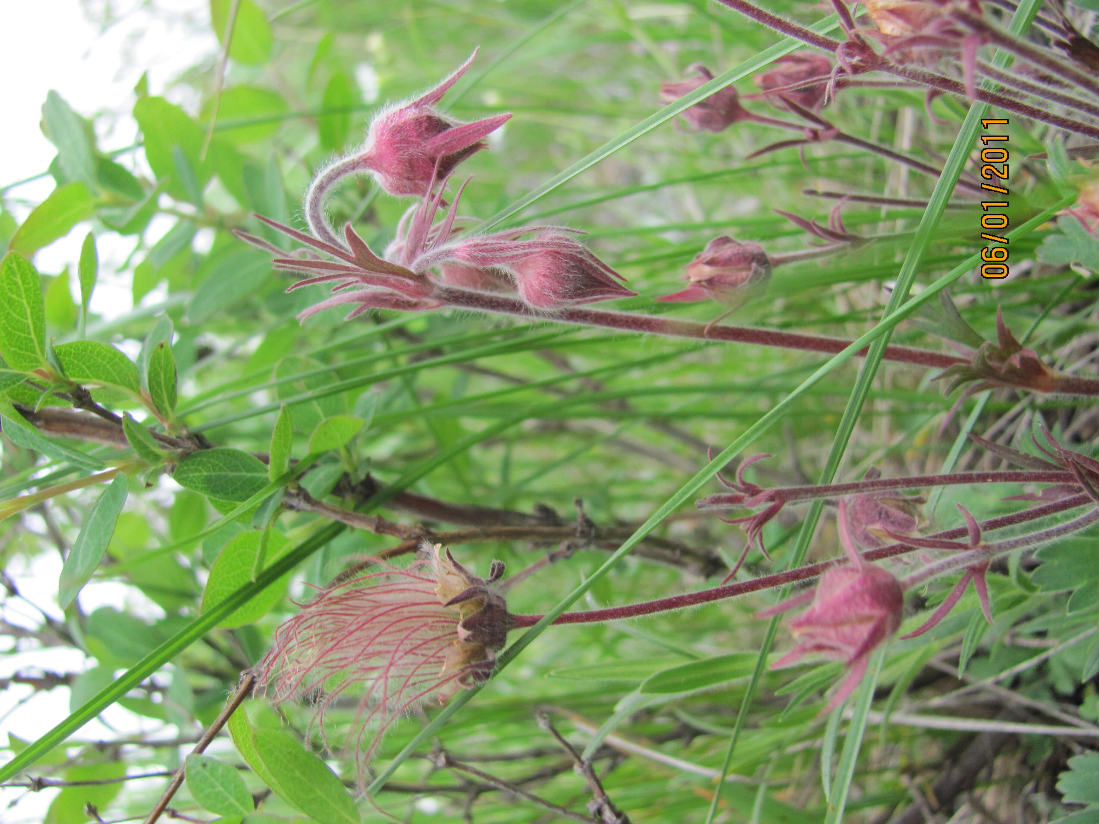 Image of old man's whiskers