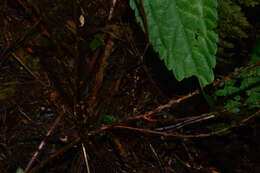 Image of Dryopteris melanocarpa Hayata