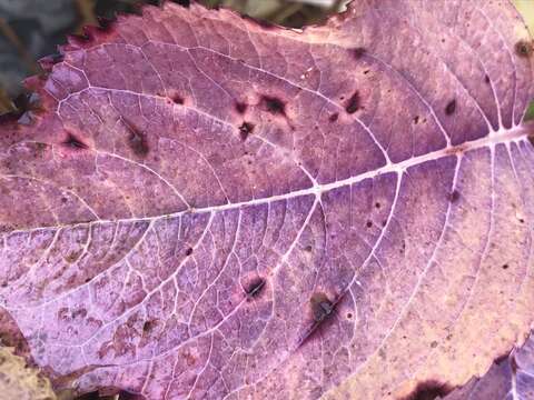 صورة Cercospora hydrangeae Ellis & Everh. 1892