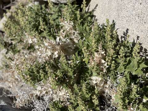 Image of hollyleaf bur ragweed