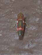 Image of Grapevine Leafhopper