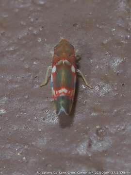 Image of Grapevine Leafhopper