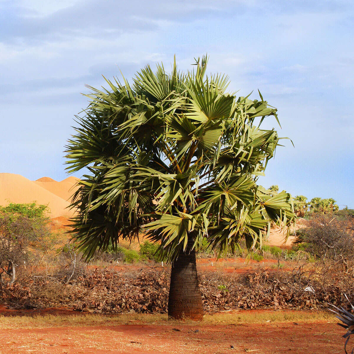 Image of toddy palm