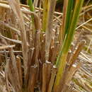 Image of Tussock Grass