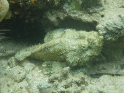 Image of Devil scorpionfish