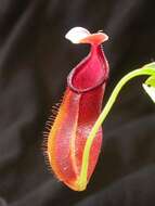 Image of Nepenthes singalana Becc.