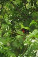 Image of Black-collared Barbet