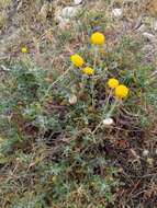 Image of African lavender-cotton