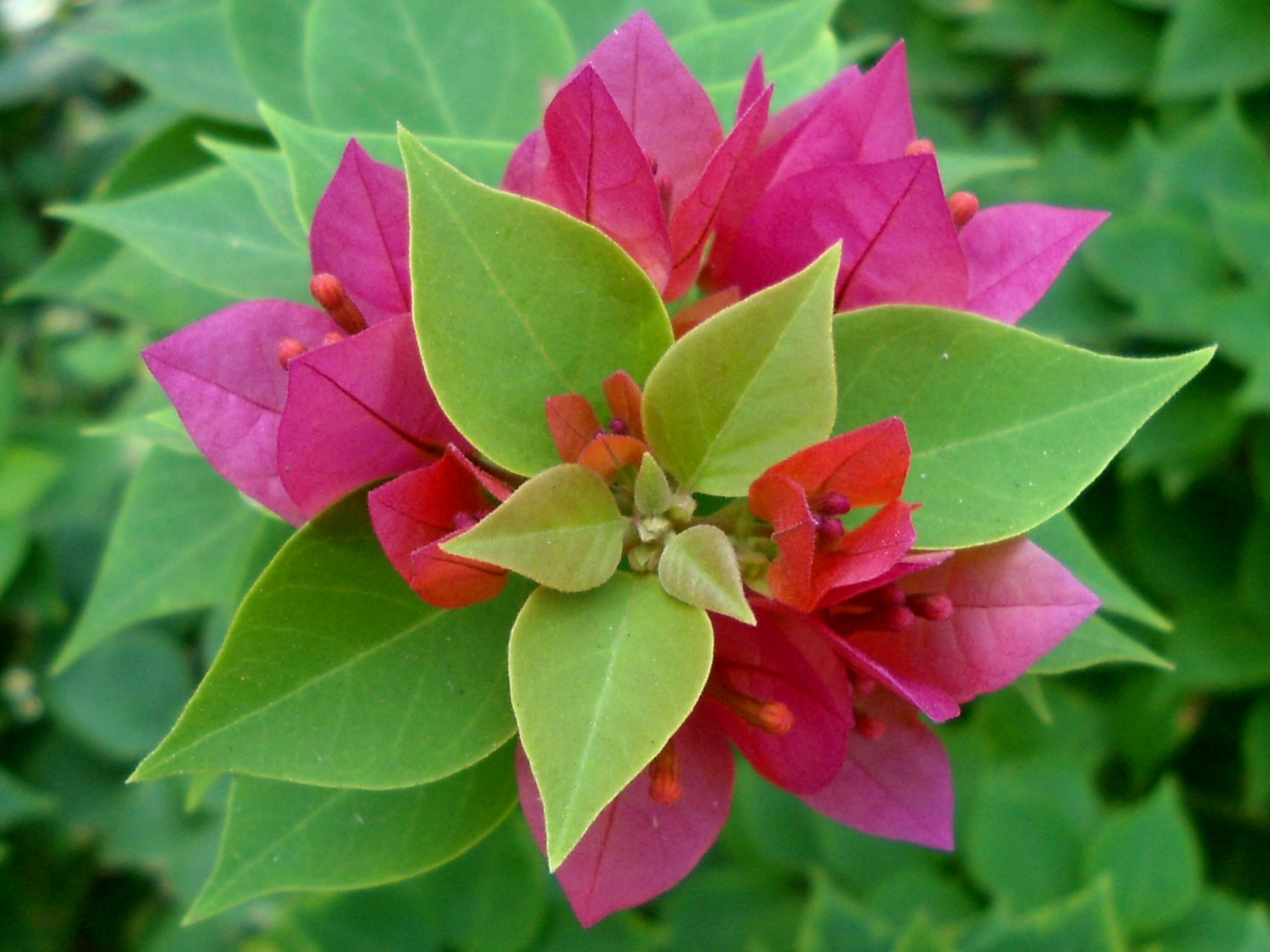 Слика од Bougainvillea glabra Choisy