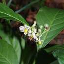 Image of Solanum arboreum Humb. & Bonpl. ex Dun.