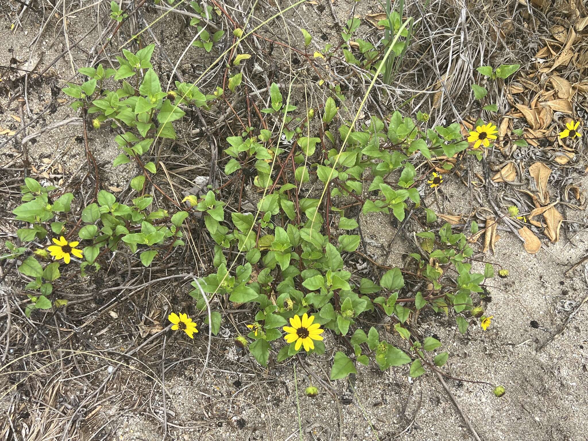 Image of cucumberleaf sunflower