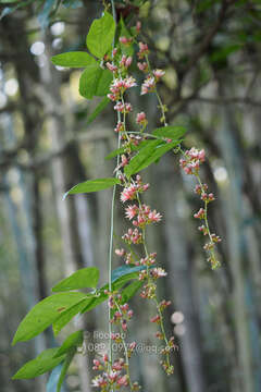 Image of Illigera rhodantha Hance