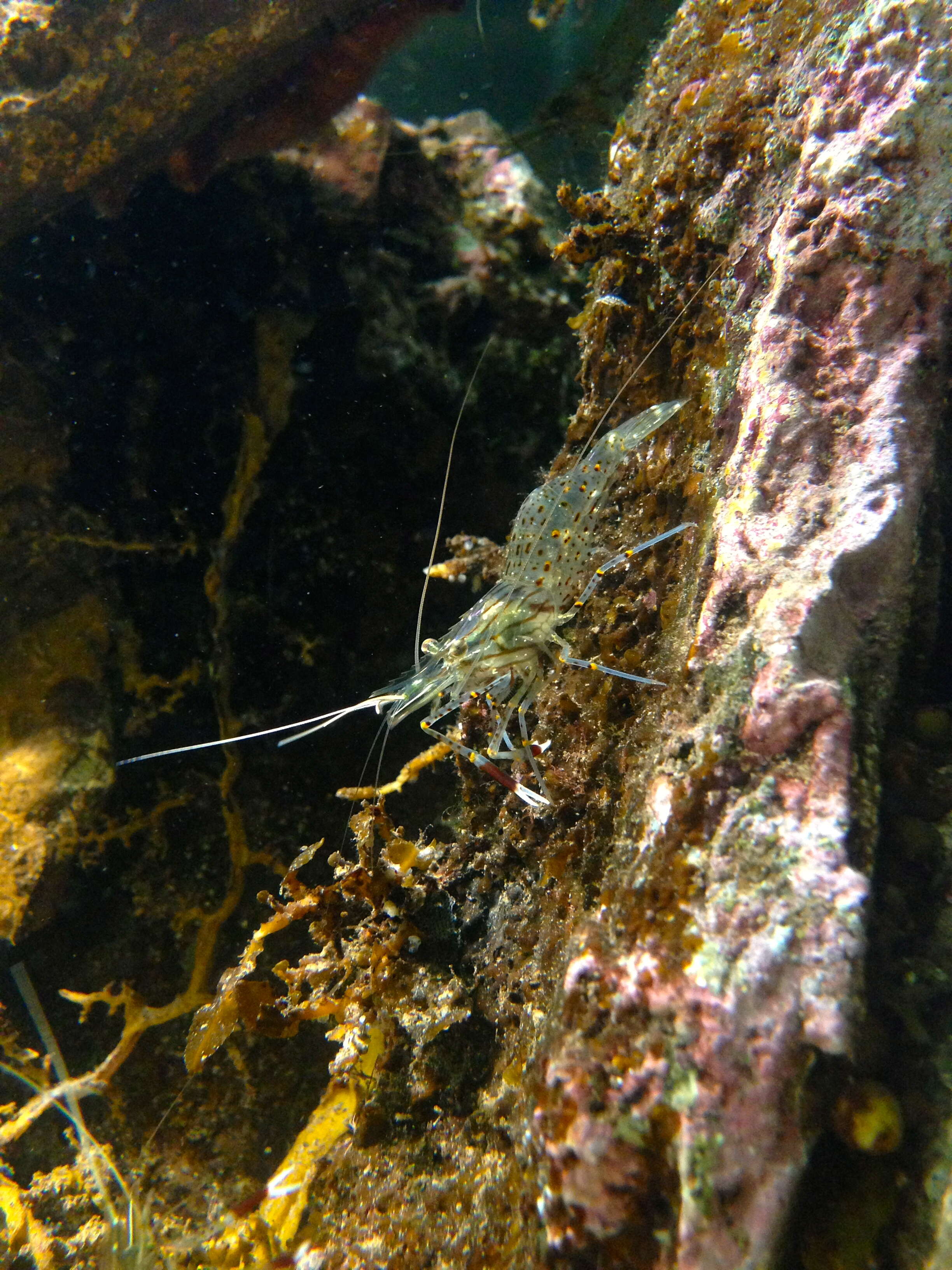 Image of Common prawn