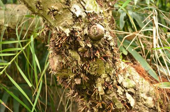 Слика од Syzygium nervosum DC.