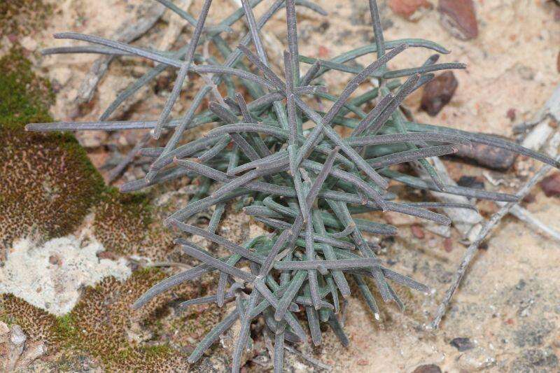 Image of Fockea comaru (E. Mey.) N. E. Br.