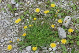 Image of fall dandelion