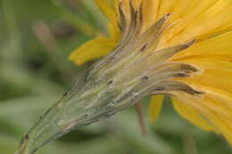 Image of fall dandelion