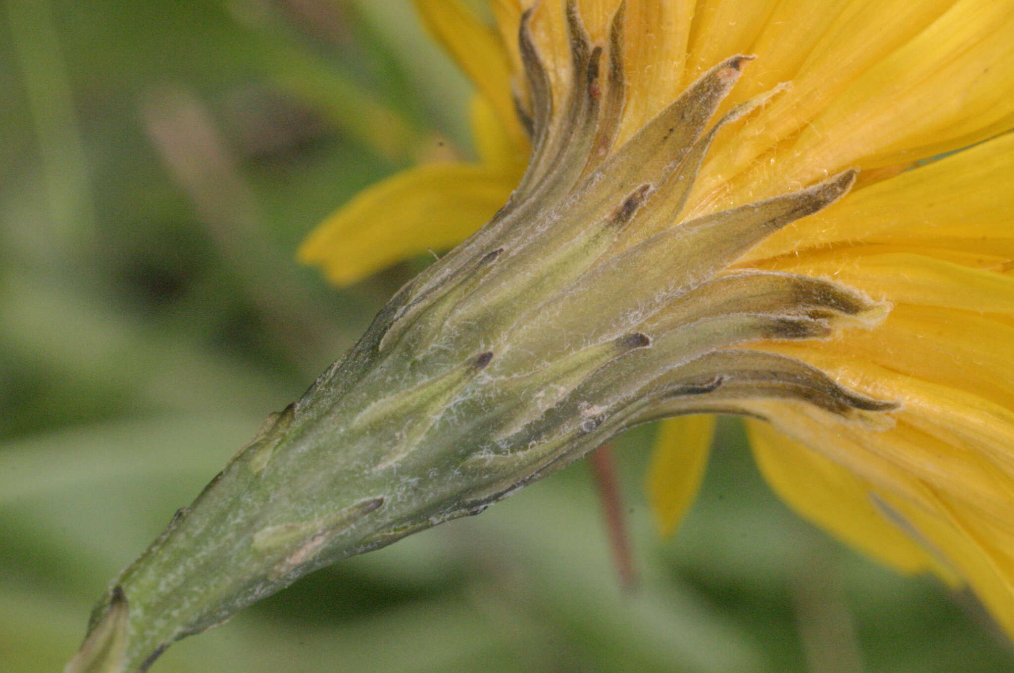 Image of fall dandelion