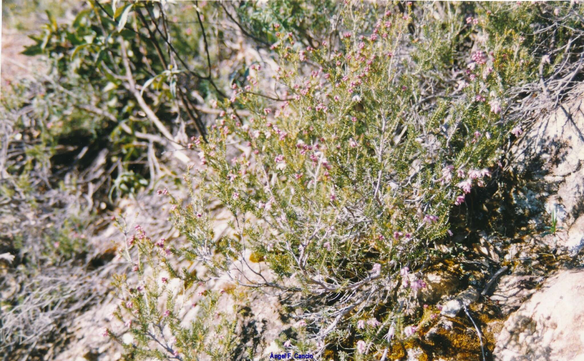 Image of Erica australis L.