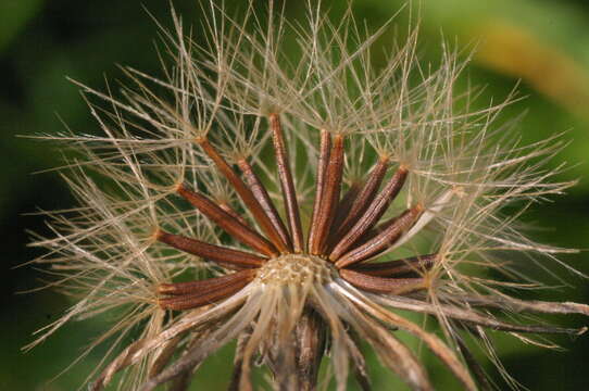 Image of fall dandelion