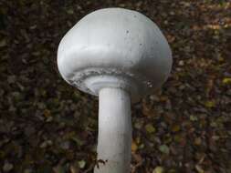 Imagem de Agaricus sylvicola