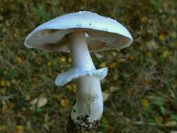 Imagem de Agaricus sylvicola