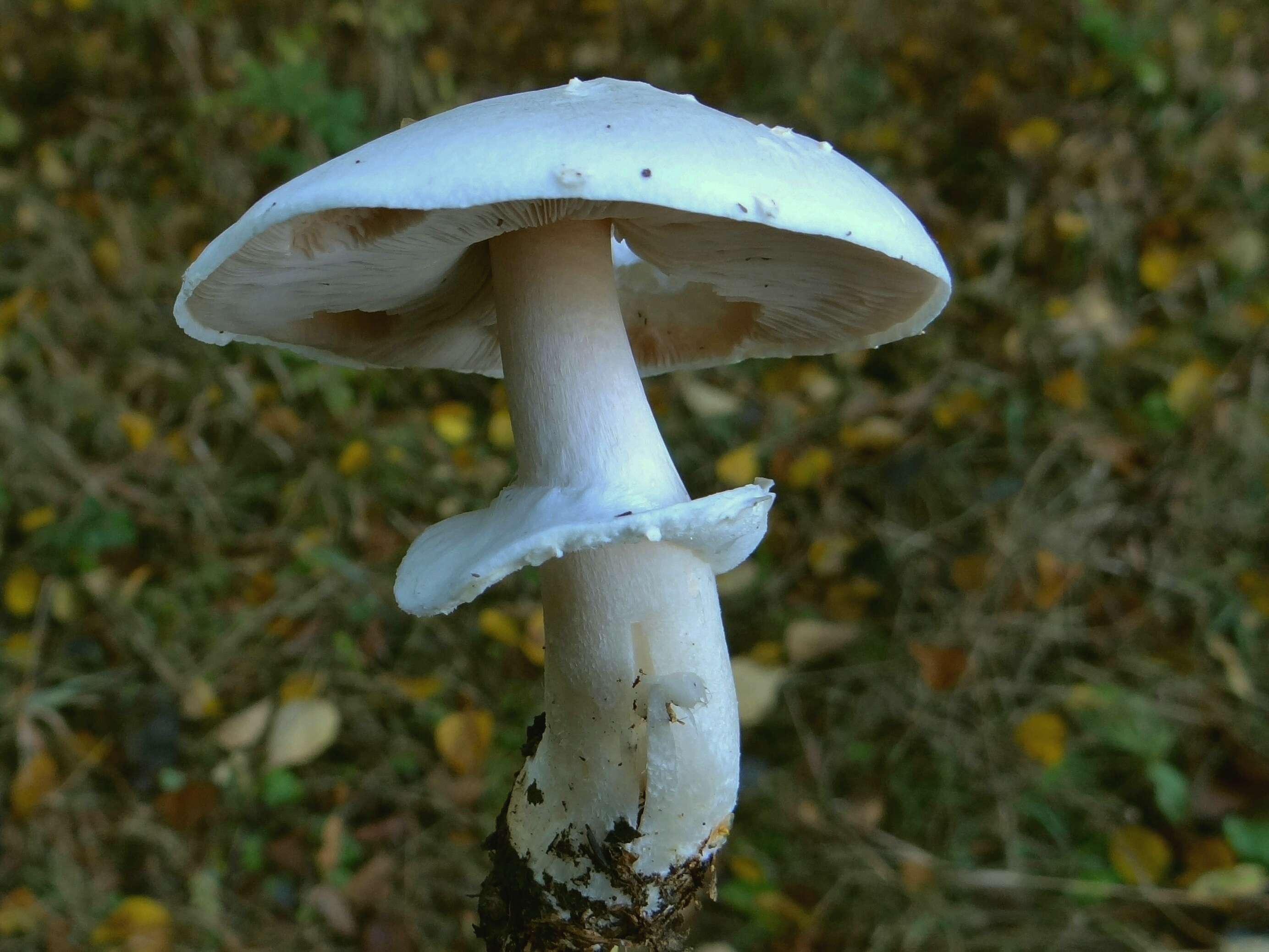 Imagem de Agaricus sylvicola