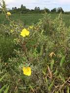 Image of Ludwigia sericea (Cambess.) Hara