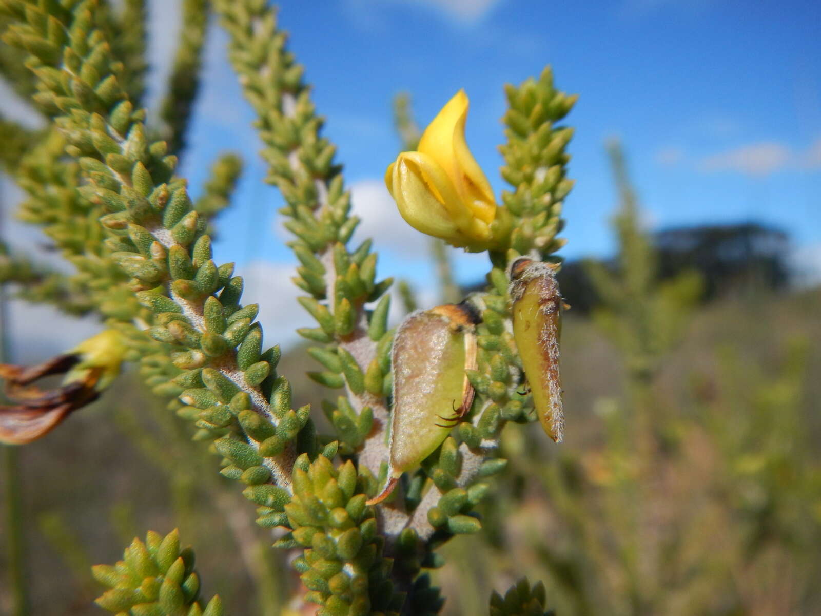 Image of Aspalathus pinguis subsp. pinguis