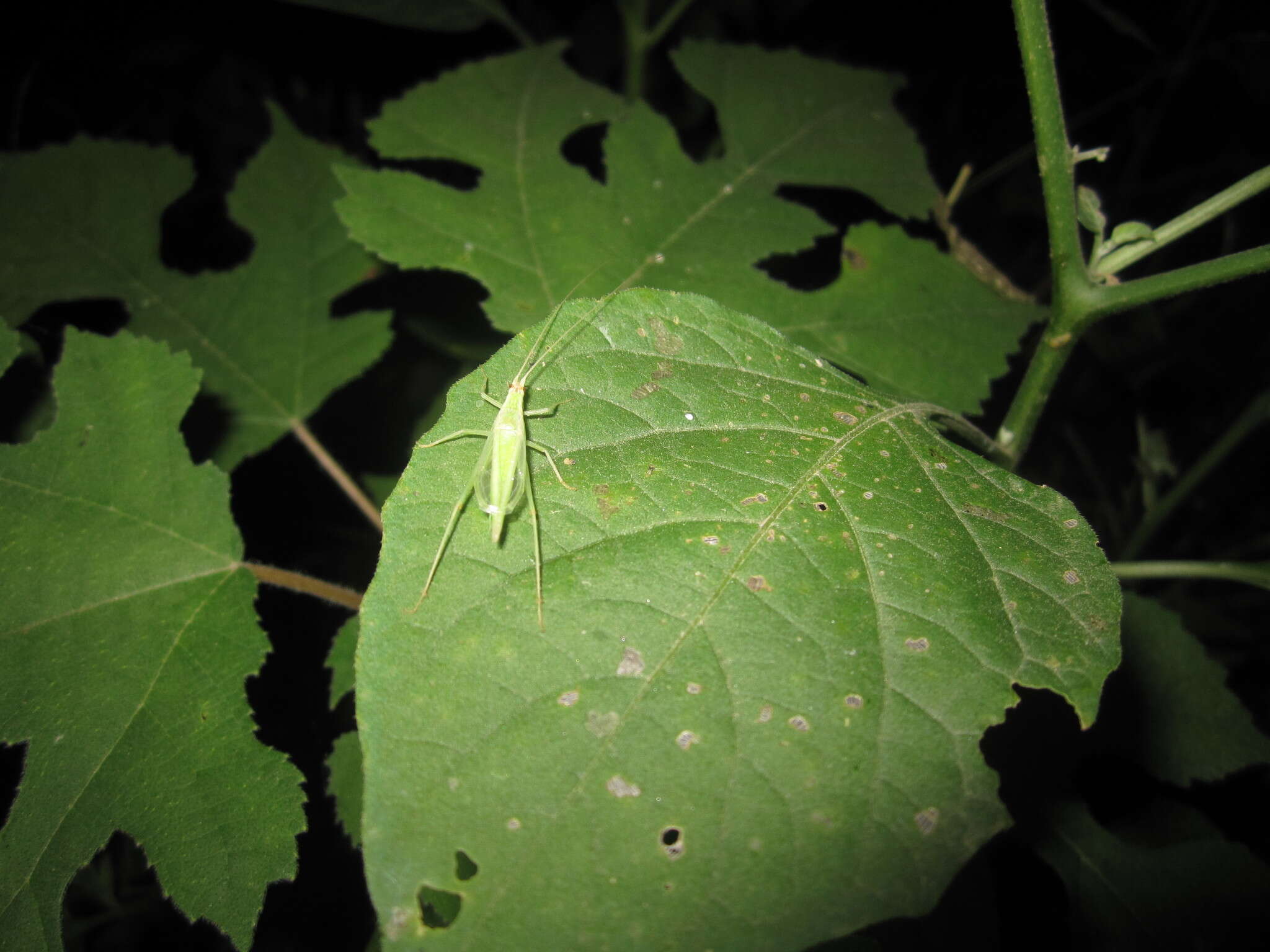 Image of Oecanthus euryelytra Ichikawa 2001