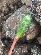 Image of Icelandic poppy