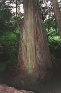 Image of western hemlock