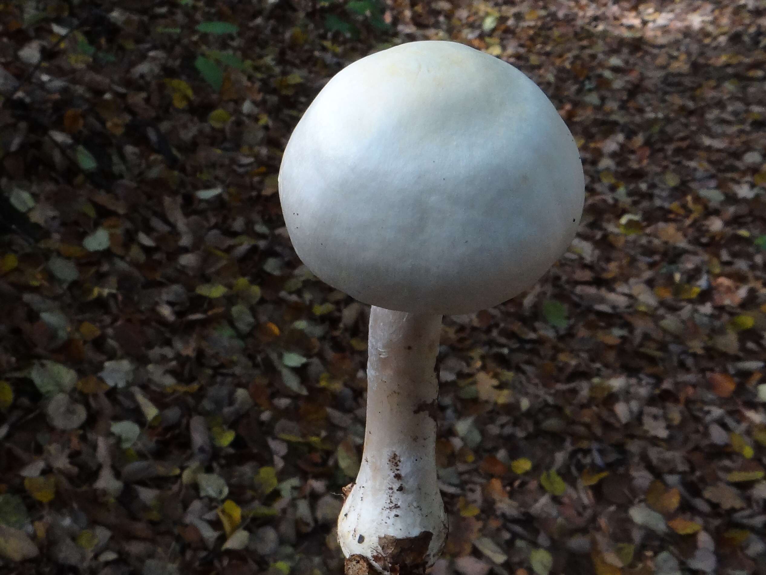 Imagem de Agaricus sylvicola