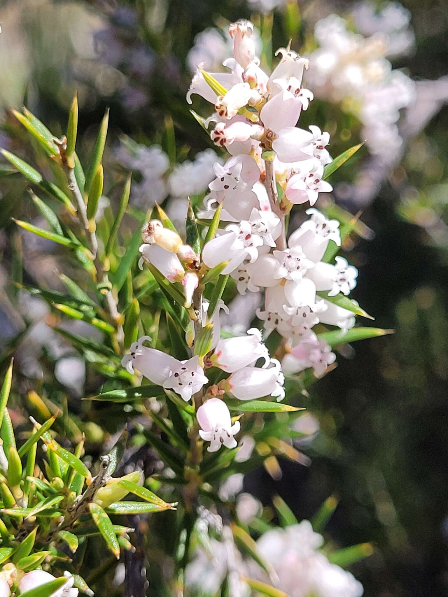 Imagem de Lissanthe strigosa subsp. subulata (R. Br.) J. M. Powell